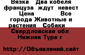  Вязка ! Два кобеля француза ,ждут  невест.. › Цена ­ 11 000 - Все города Животные и растения » Собаки   . Свердловская обл.,Нижняя Тура г.